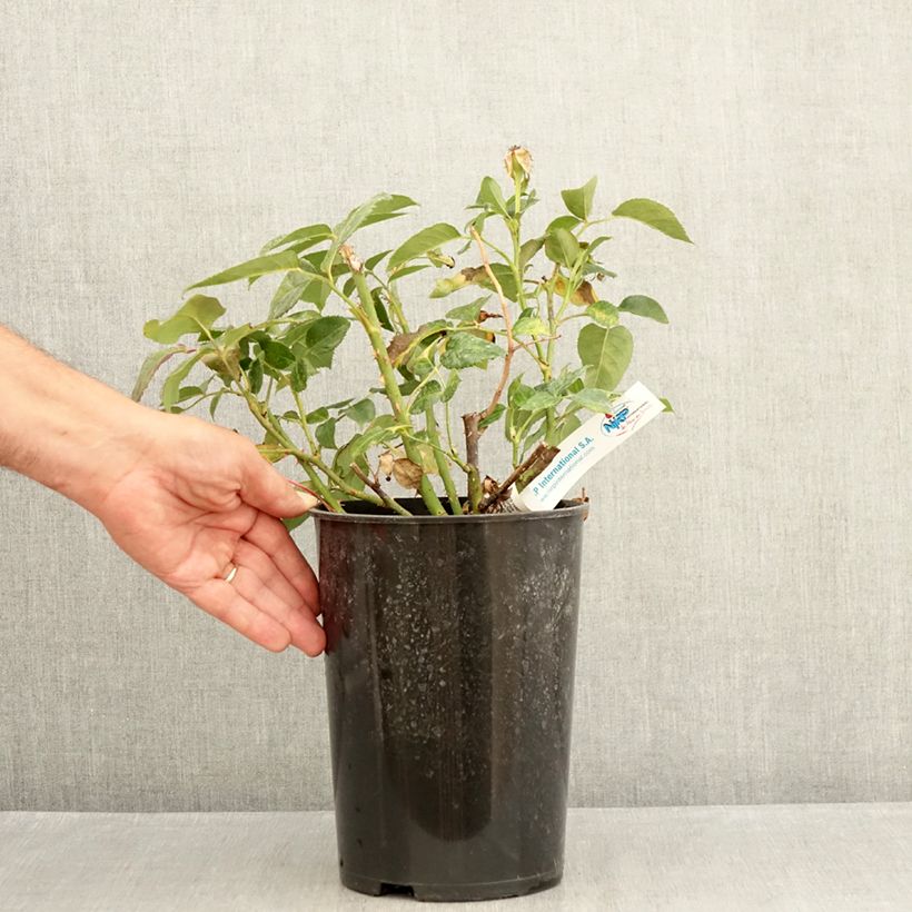 Spécimen de Rosier à grandes fleurs Grande Classe Pot de 4L/5L tel que livré en été