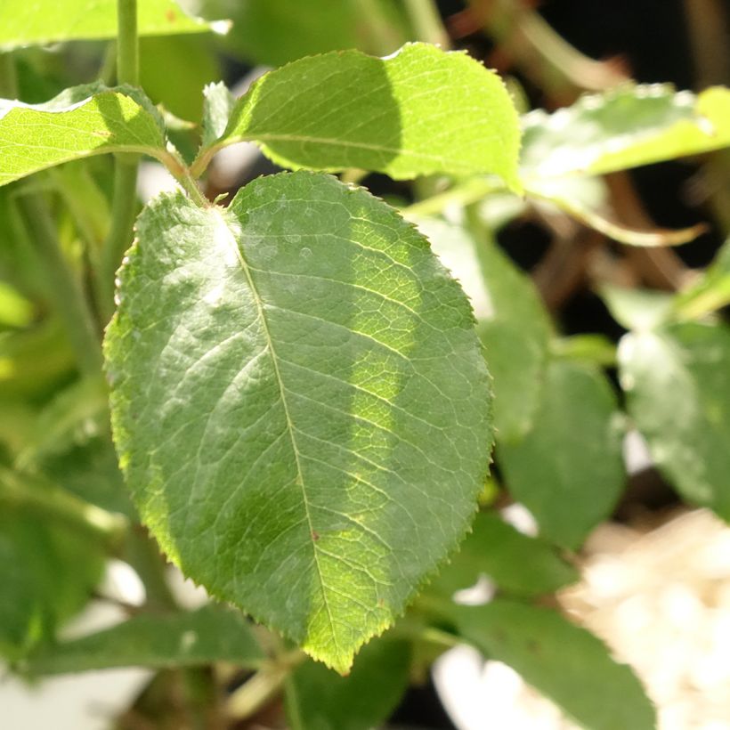 Rosier à grandes fleurs Guillaume Gomez (Feuillage)