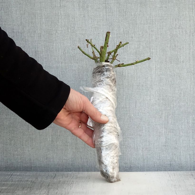 Spécimen de Rosier à grandes fleurs Guillaume Gomez Racines nues en motte tel que livré en hiver