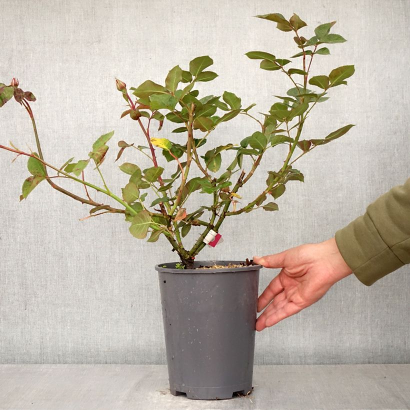 Spécimen de Rosier à grandes fleurs Hameau Duboeuf Pot de 4L/5L tel que livré au printemps
