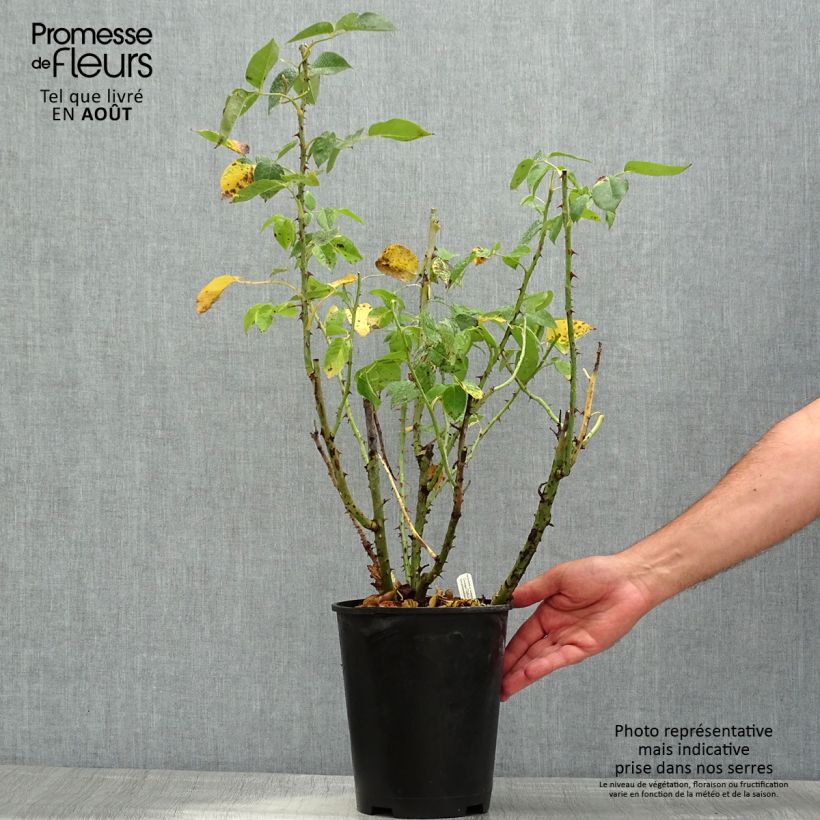 Example of Rosier à grandes fleurs Henri Delbard Pot de 3L/4L as you get in ete