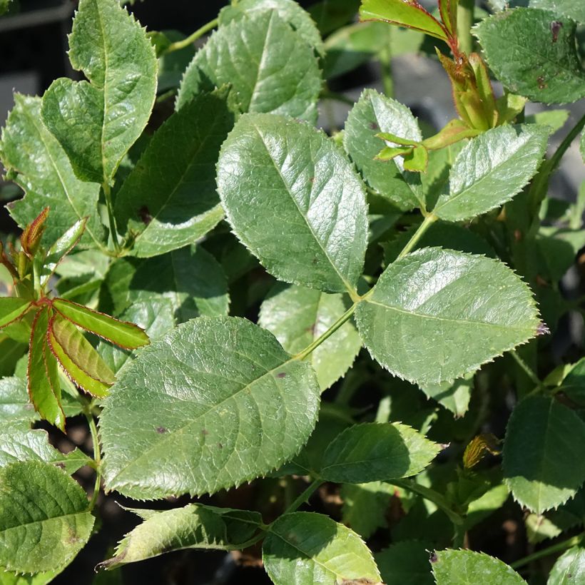 Rosier à grandes fleurs Holiday Island Key Largo (Foliage)