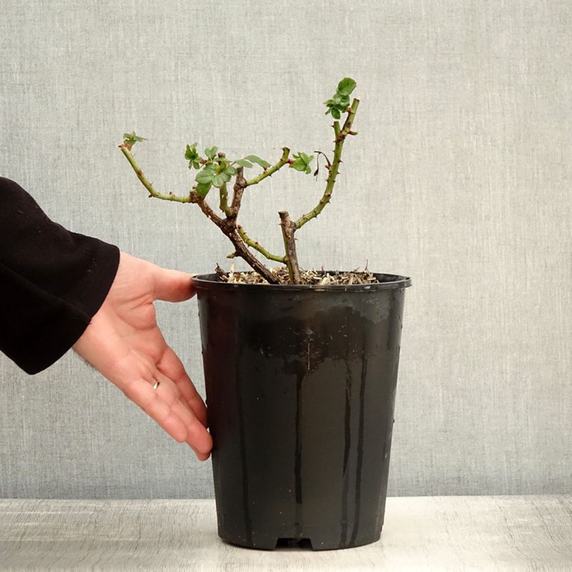 Example of Rosier à grandes fleurs Holiday Island Key Largo Pot de 4L/5L as you get in hiver