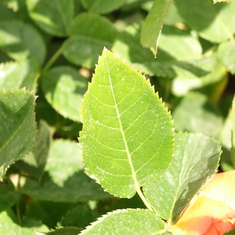 Rosier à grandes fleurs Ibiza (Foliage)