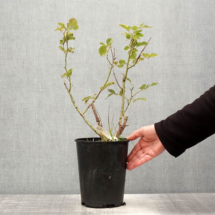 Example of Rosier à grandes fleurs Impératrice Farah Pot de 4L/5L as you get in printemps