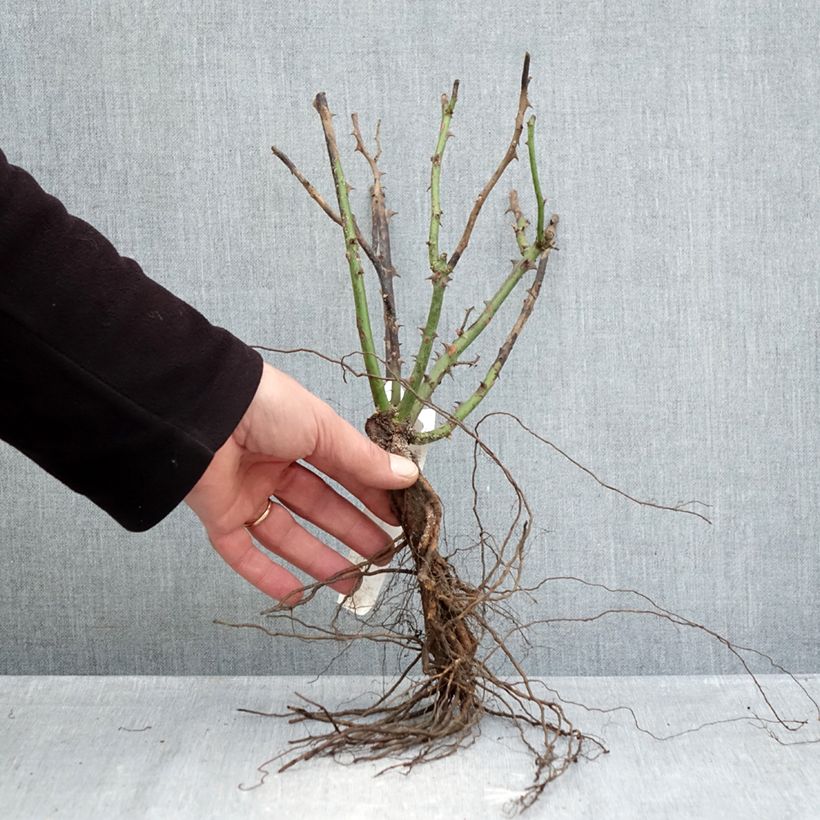 Example of Rosier à grandes fleurs Ingrid Bergman Racines nues as you get in hiver