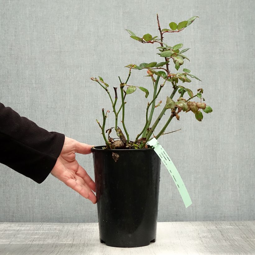 Spécimen de Rosier à grandes fleurs Jalitah Pot de 4L/5L tel que livré en automne