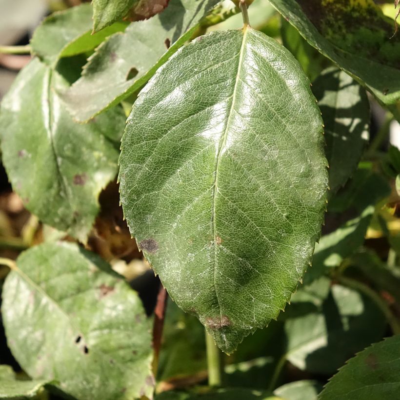 Rosier à grandes fleurs Jalitah (Foliage)