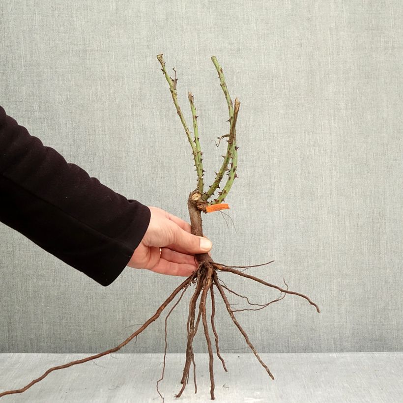 Example of Rosier à grandes fleurs Jardins de Bagatelle Racines nues as you get in hiver