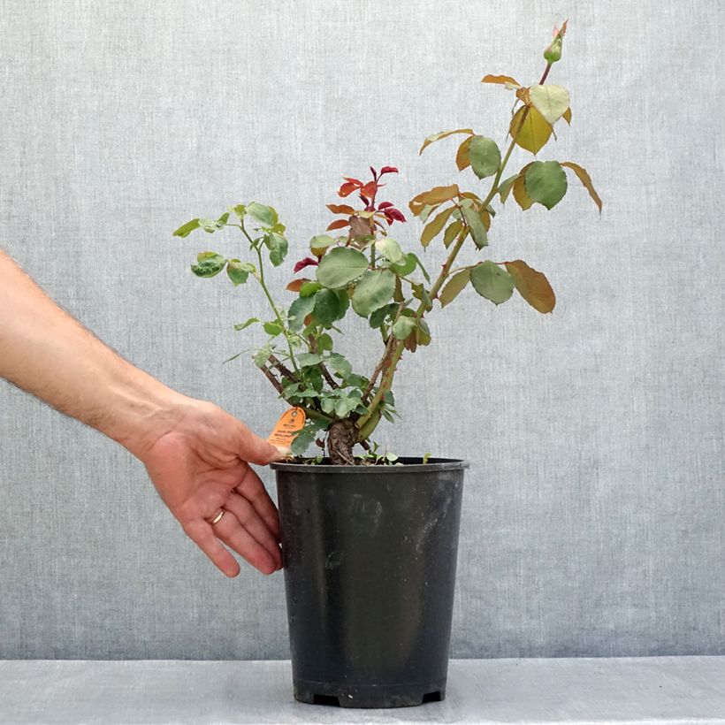 Spécimen de Rosier à grandes fleurs Jubilé Papa Meilland Pot de 4L/5L tel que livré en été