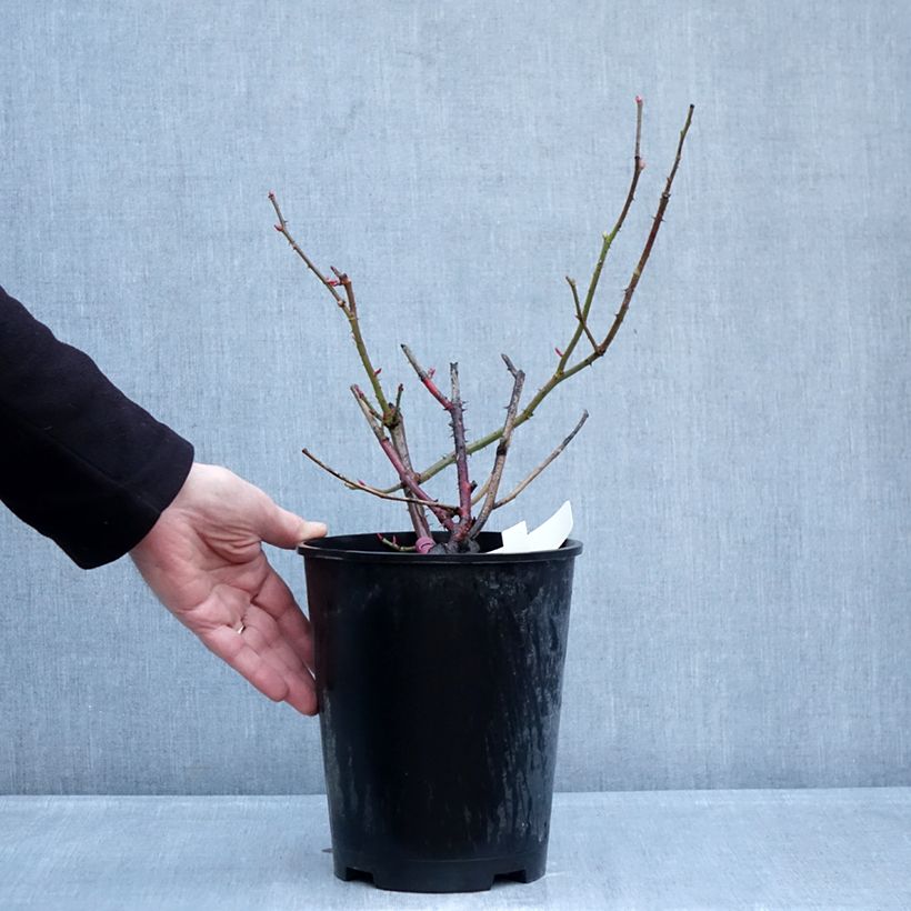 Example of Rosier à grandes fleurs Kazatchok Pot de 4L/5L as you get in hiver