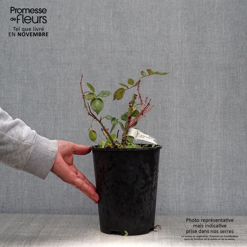 Spécimen de Rosier à grandes fleurs La rose Monsieur Pot de 4L/5L tel que livré en automne