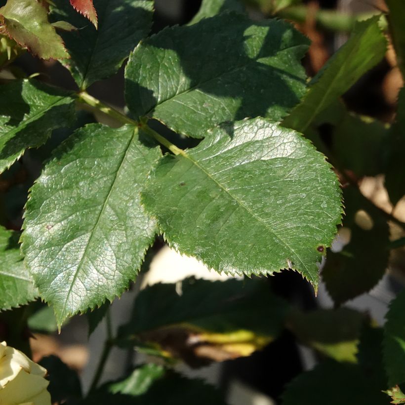 Rosier à grandes fleurs Les Années Folles La Rotonde (Feuillage)