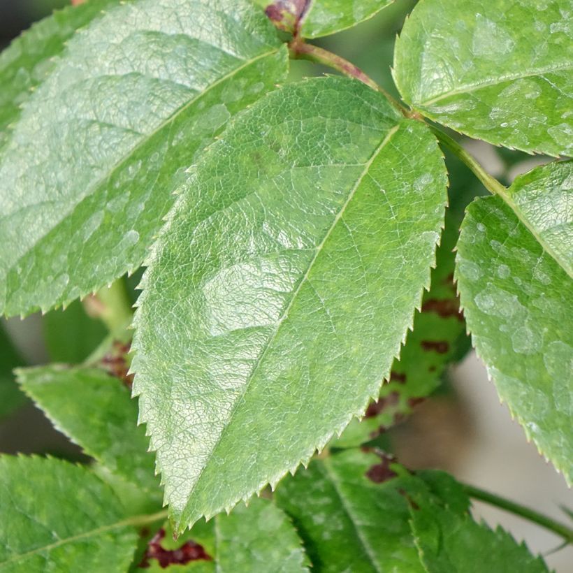 Rosier à grandes fleurs Les Années Folles Music Hall (Feuillage)
