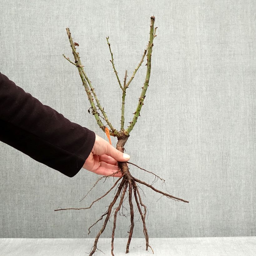 Spécimen de Rosier à grandes fleurs Lolita Lempicka Racines nues tel que livré en hiver