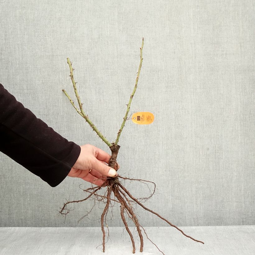 Example of Rosier à grandes fleurs Louis de Funes Racines nues as you get in hiver