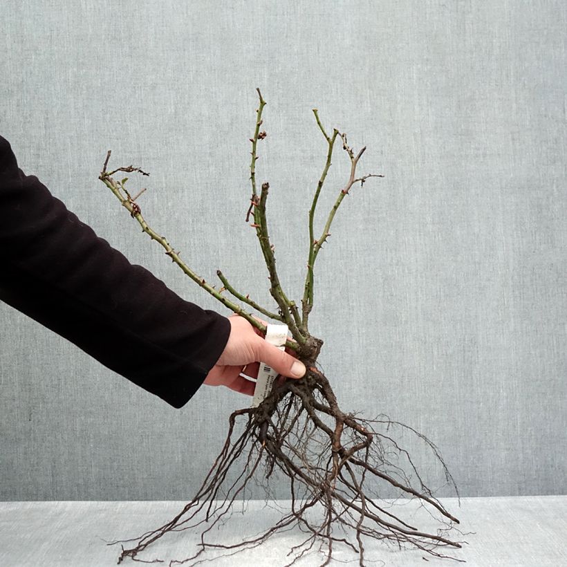 Example of Rosier à grandes fleurs Lyon Lumières Racines nues as you get in hiver