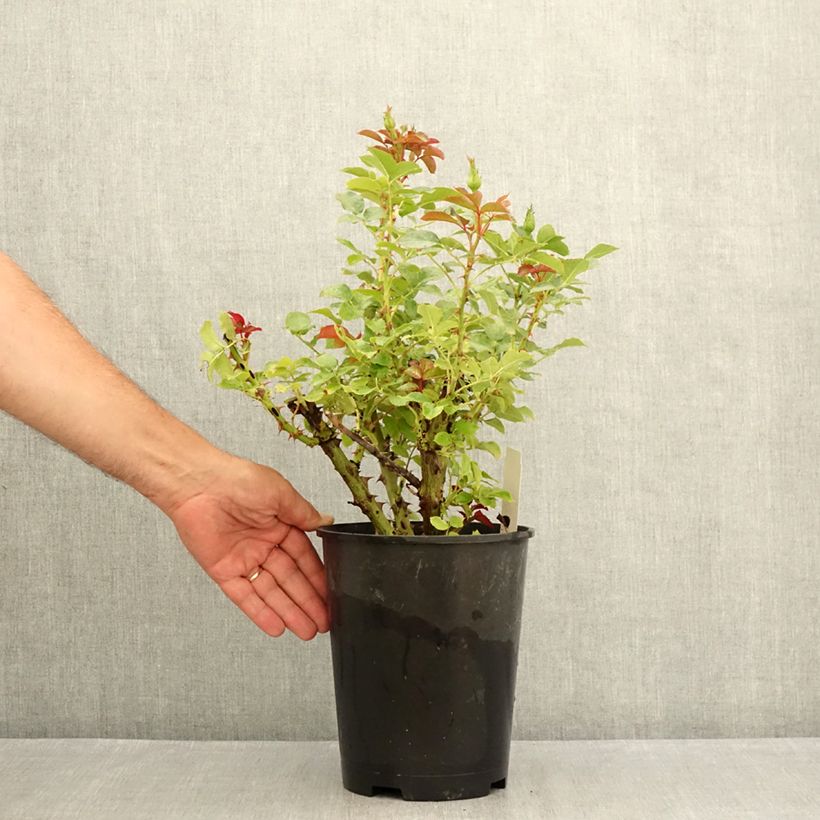 Example of Rosier à grandes fleurs Macha Meril (Copacabana) Pot de 4L/5L as you get in ete