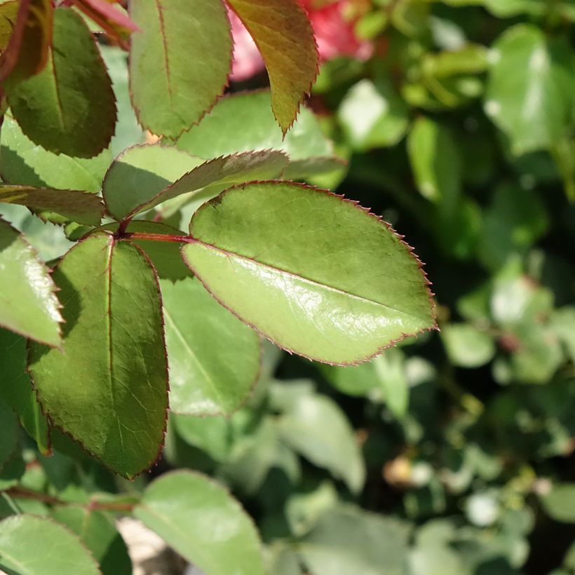Rosier à grandes fleurs Mademoiselle Meilland (Foliage)
