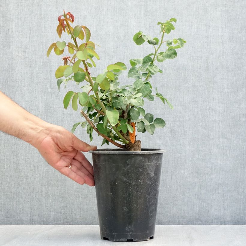Example of Rosier à grandes fleurs Mademoiselle Meilland Pot de 4L/5L as you get in ete