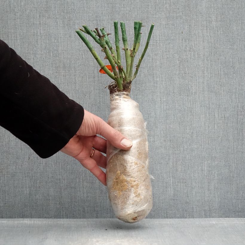 Example of Rosier à grandes fleurs Mademoiselle Meilland Racines nues en motte as you get in hiver