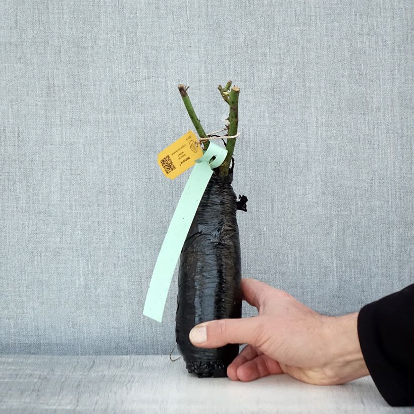 Example of Rosier à grandes fleurs Memoire Racines nues en motte as you get in hiver