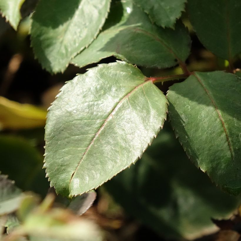 Rosier à grandes fleurs Memoire (Foliage)