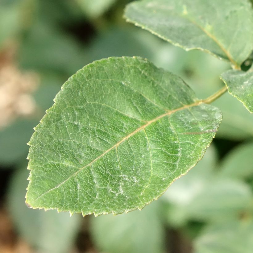 Rosier à grandes fleurs Metropolitan (Feuillage)