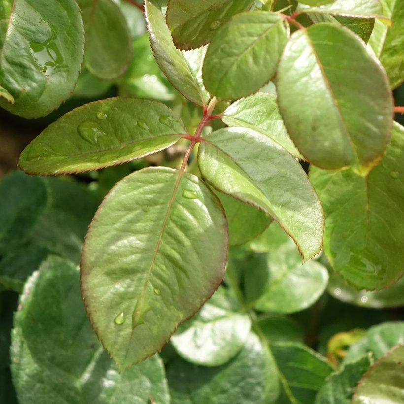 Rosier à grandes fleurs Michelangelo (Foliage)