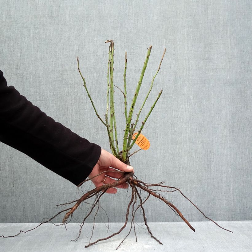 Example of Rosier à grandes fleurs Michelangelo Racines nues as you get in hiver