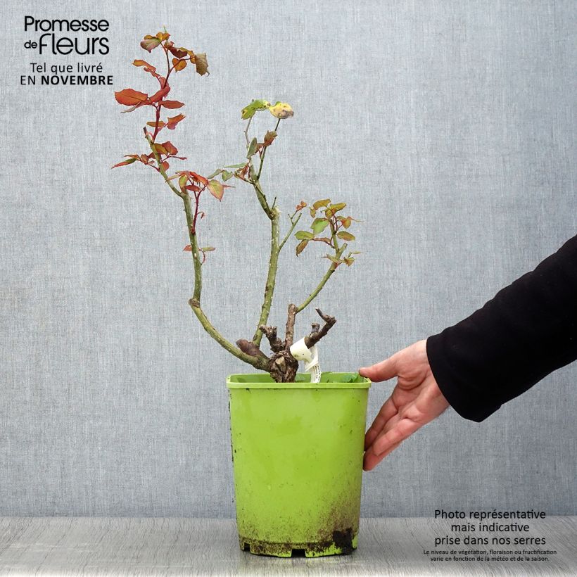 Spécimen de Rosier à grandes fleurs Michele Meilland Pot de 4L/5L tel que livré en automne