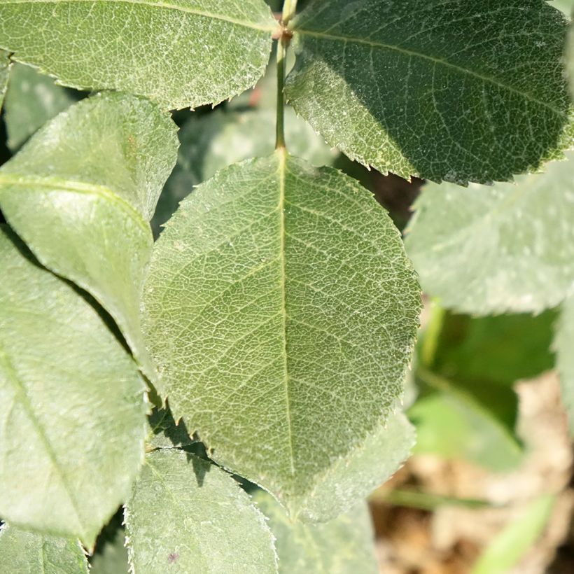 Rosier à grandes fleurs Mister Lincoln (Foliage)