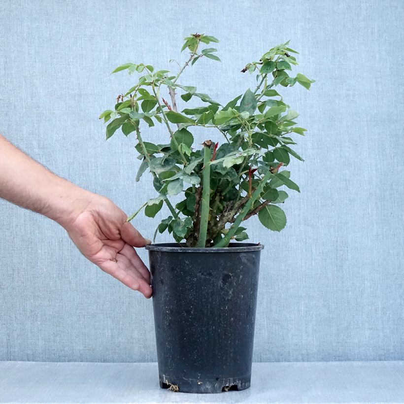 Example of Rosier à grandes fleurs Mister Lincoln Pot de 4L/5L as you get in ete