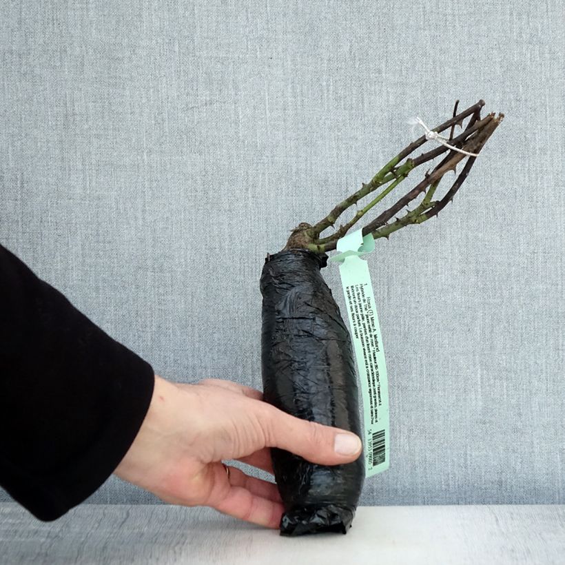 Example of Rosier à grandes fleurs Mme A. Meilland (Peace) Racines nues en motte as you get in hiver