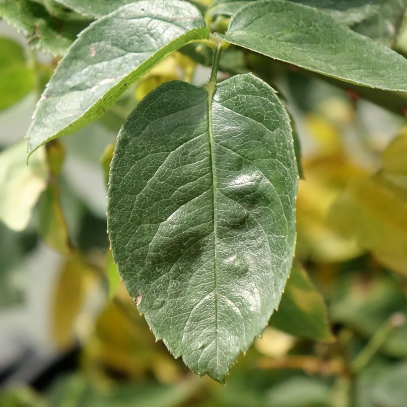 Rosier à grandes fleurs Mme A. Meilland (Peace) (Foliage)