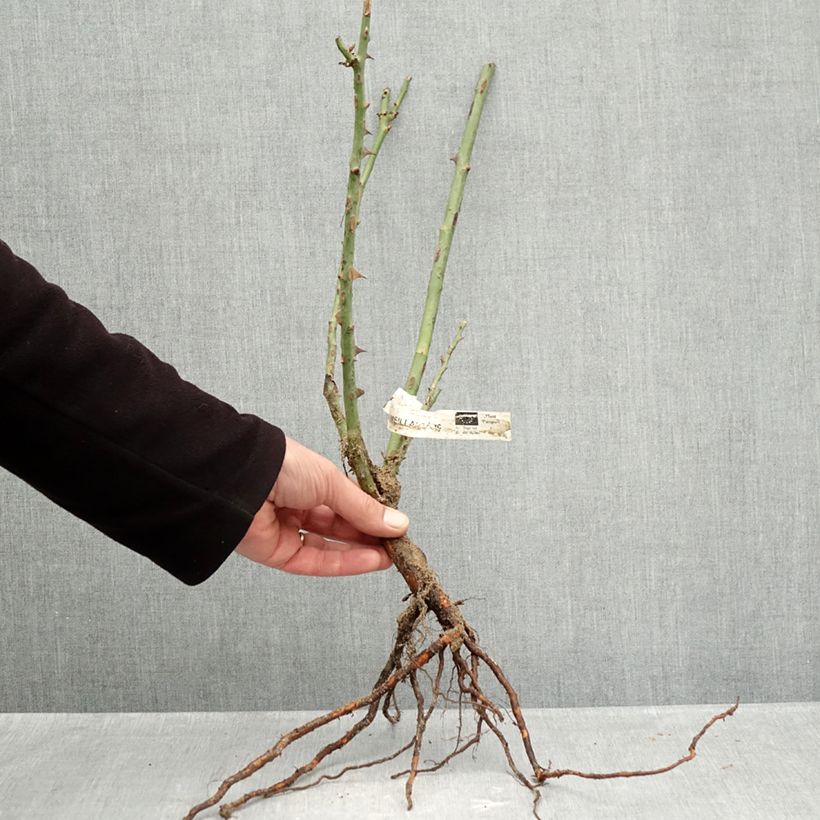 Example of Rosier à grandes fleurs Mme A. Meilland (Peace) Racines nues as you get in hiver