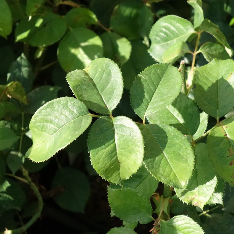Rosier à grandes fleurs Niharika (Foliage)