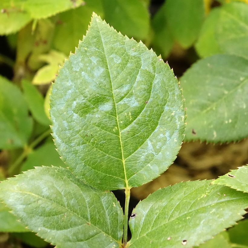 Rosier à grandes fleurs Noémie de Rothschild (Foliage)
