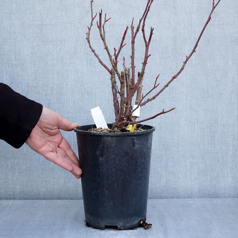 Example of Rosier à grandes fleurs Noémie de Rothschild Pot de 4L/5L as you get in hiver