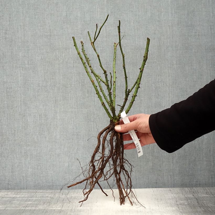 Example of Rosier à grandes fleurs Nostalgie Racines nues as you get in hiver