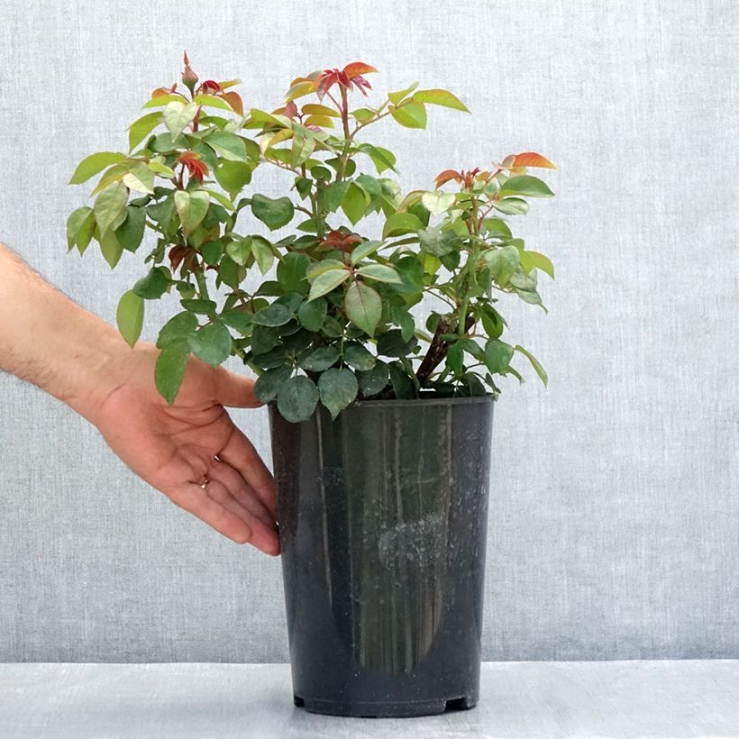 Spécimen de Rosier à grandes fleurs Nostalgie Pot de 4L/5L tel que livré en été