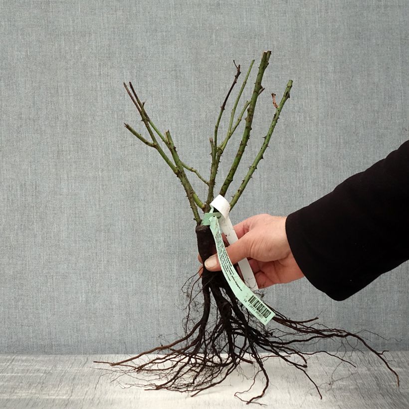 Example of Rosier à grandes fleurs Nuage Parfumé (Duftwolke) Racines nues as you get in hiver