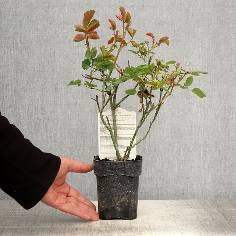 Spécimen de Rosier à grandes Fleurs Oriental Peace Pot de 10 cm/11cm, Issu de bouture tel que livré au printemps