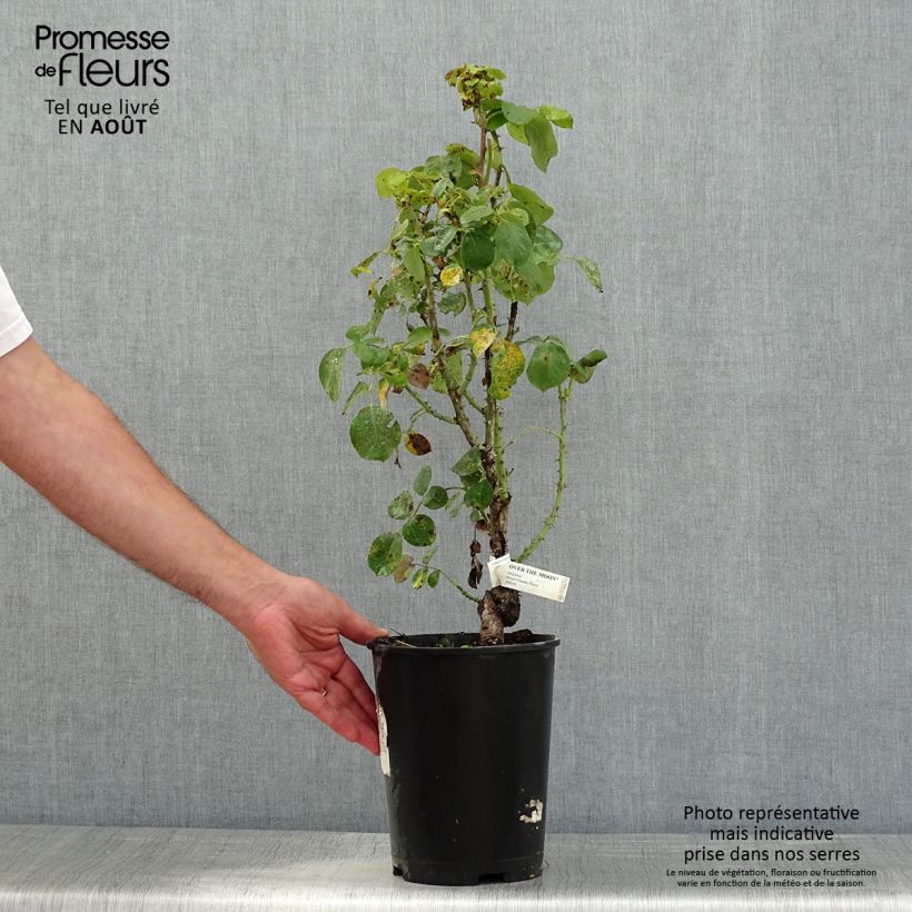 Example of Rosier à grandes fleurs Over the Moon Pot de 4L/5L as you get in ete