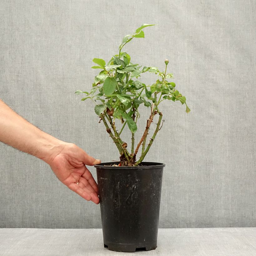 Spécimen de Rosier à grandes fleurs Pacific Sunset  Pot de 4L/5L tel que livré en été