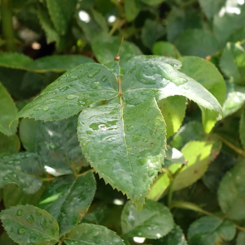 Rosier à grandes fleurs Pacific Sunset  (Foliage)