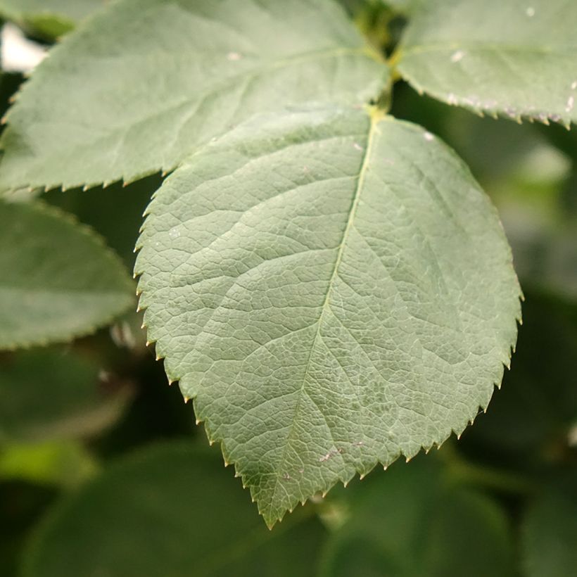 Rosier à grandes fleurs Paint it Black (Foliage)