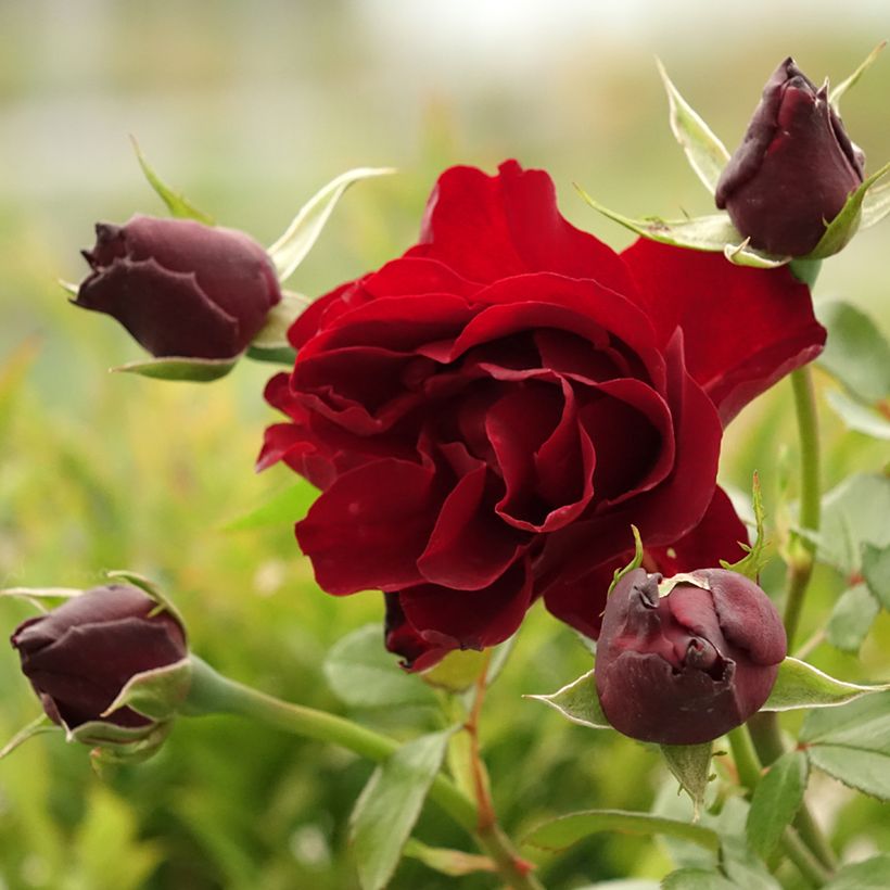 Rosier à grandes fleurs Paint it Black (Flowering)