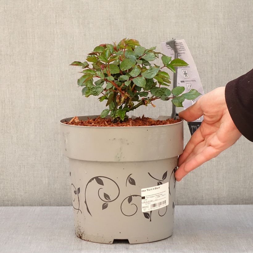 Example of Rosier à grandes fleurs Paint it Black Pot de 6L/7L as you get in printemps