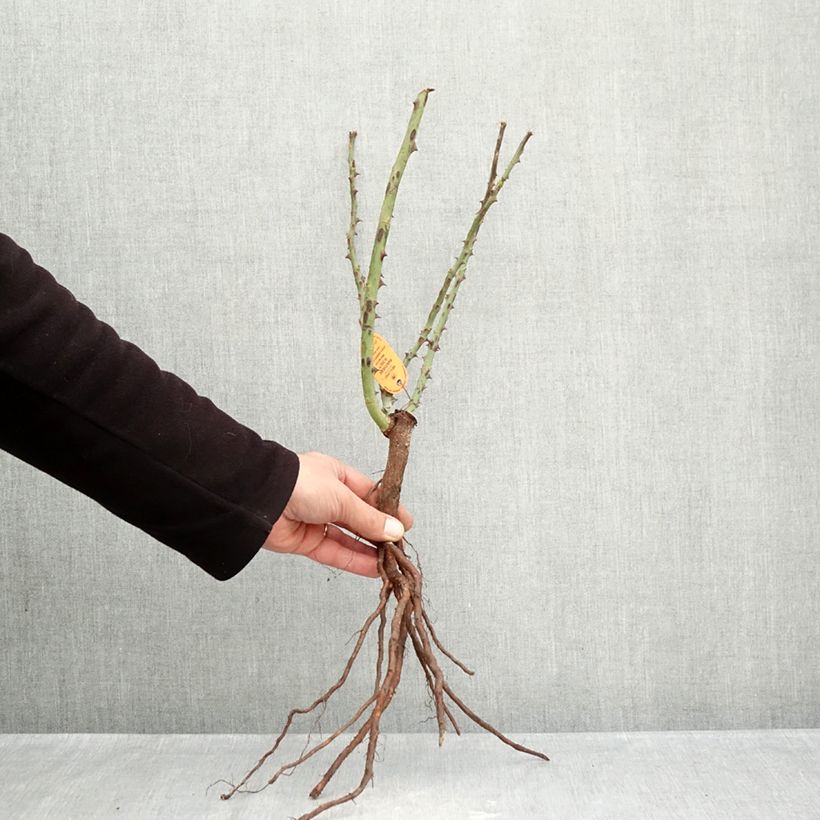 Example of Rosier à grandes fleurs Panthere Rose Racines nues as you get in hiver